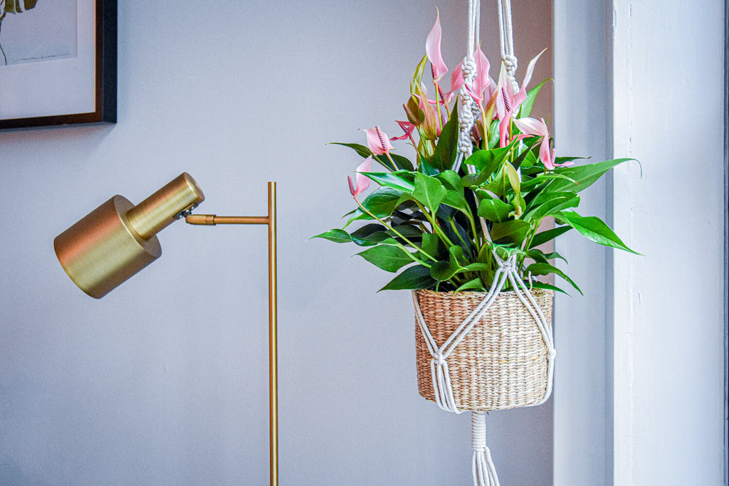 Hang een anthurium in je plantenhanger
